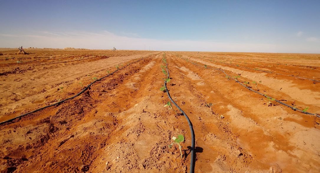 Drip irrigation lines running across red, arid land