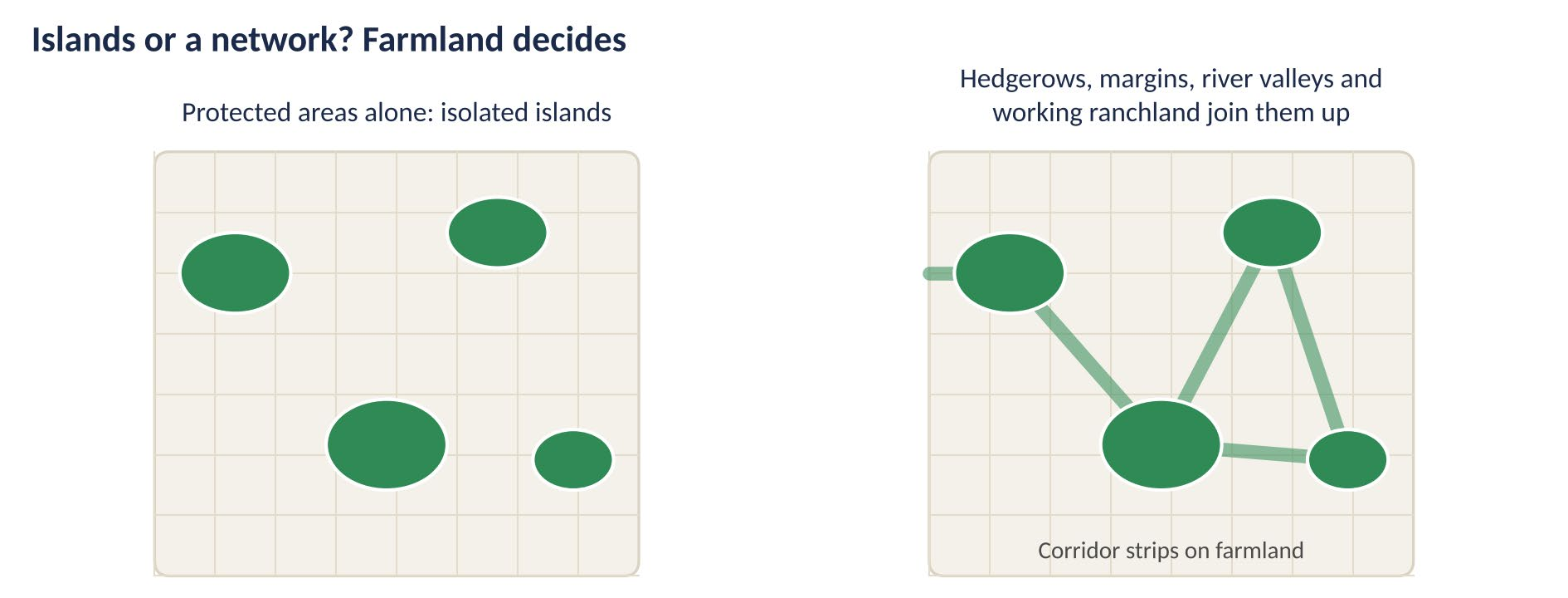 Schematic: on the left, protected areas shown as isolated green islands; on the right, the same areas joined by corridor strips on farmland